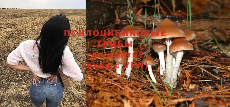 Псилоцибиновые грибы Psilocybe  Нарткала 